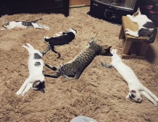 Тусовка котов