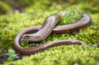 Медянка серая