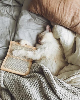 Котенок в кровати