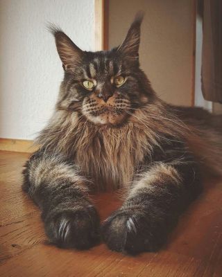 Кот метис рыжий