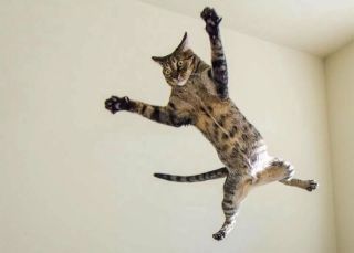 Кот гимнаст
