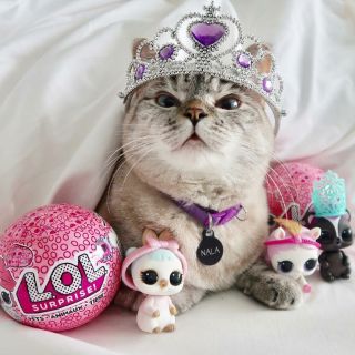 Крутые котята