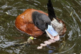 Селезень домашний