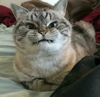 Кот хайлендер