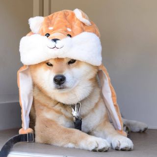 Кардинал собака