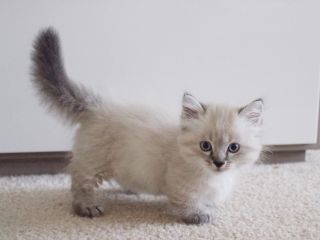 Кот породы наполеон