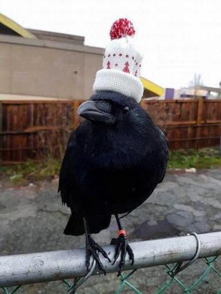 Птица каркуша