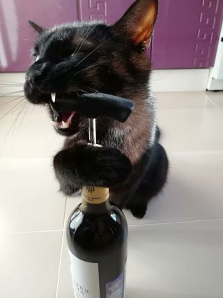 Кот и бокал вина