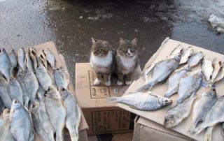 Продавец рыбы