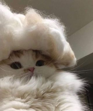 Кот в законе