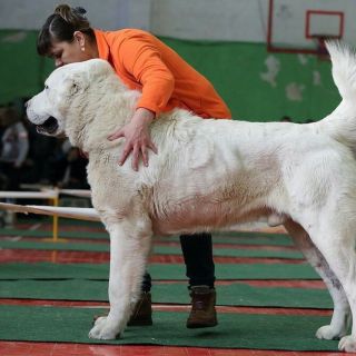 Киргизский алабай