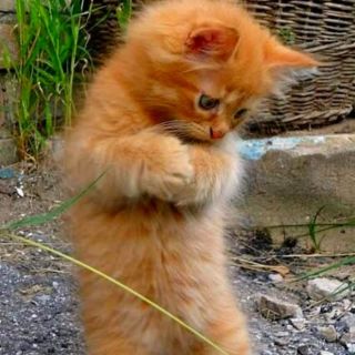 Смущенный кот