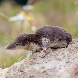 Выхухоль птичка