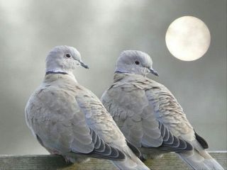 Голуби тасманы