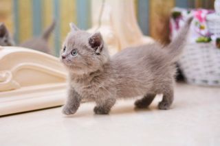 Карликовые котики