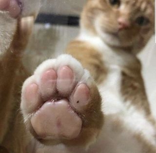 Туть котик
