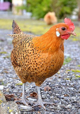 Породы кур