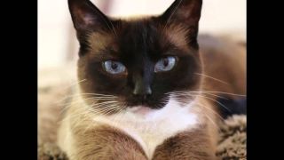 Сноу шу кот