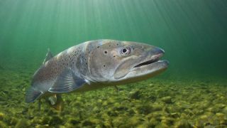 Таймень рыба