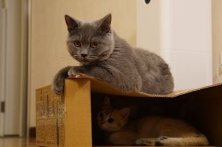 Кот дома