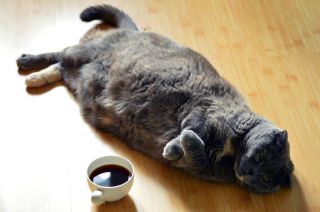 Жирная кошка