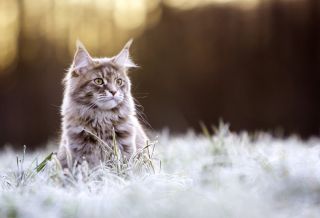 Коты майкуны