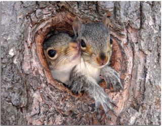 Гайно белки