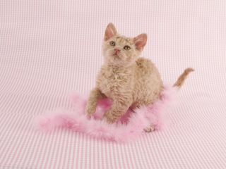 Пол котенка