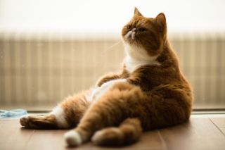 Ленивый кот