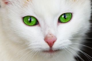 Белые котята