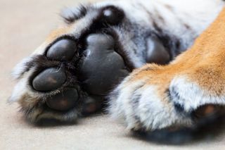 Лапка кота