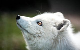Нос лисы