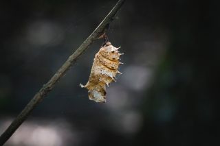 Кокон бабочки