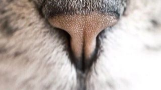 Нос кота