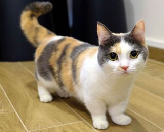 Кот карлик