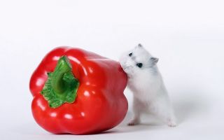 Обои хомячки