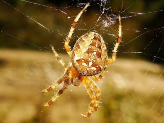 Пауки в ейске