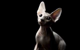 Фараонова кошка