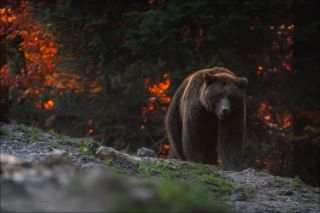 Медведь осенью