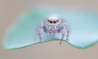 Альбинос паук