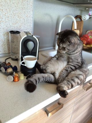 Бодрый кот