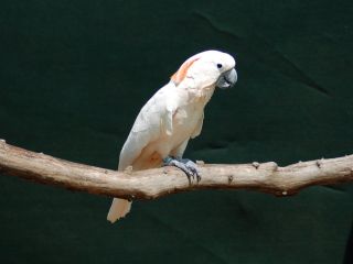 Обезьяна какаду
