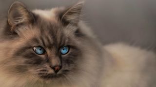 Редголы кошки