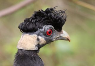 Чубатые куры