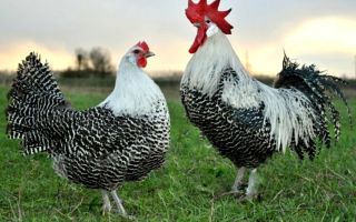 Бреккель куры