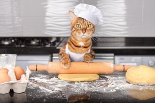 Кот в муке
