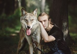 Домашний волк дома