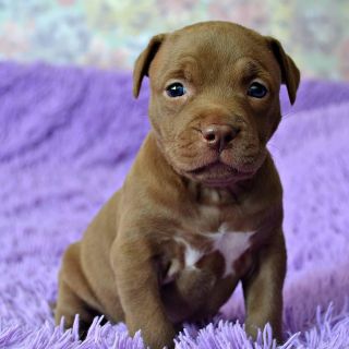 Маленькие щенки питбуля