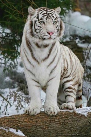Красивый белый тигр