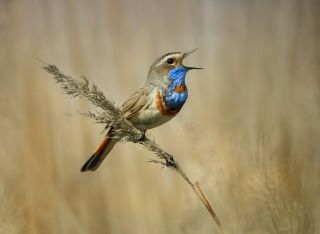 Лесные птицы саратовской области